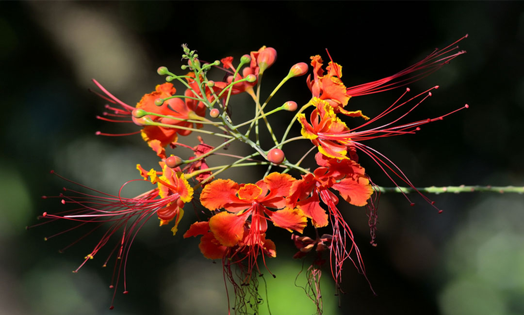 温州花帮主百科词条创建案例