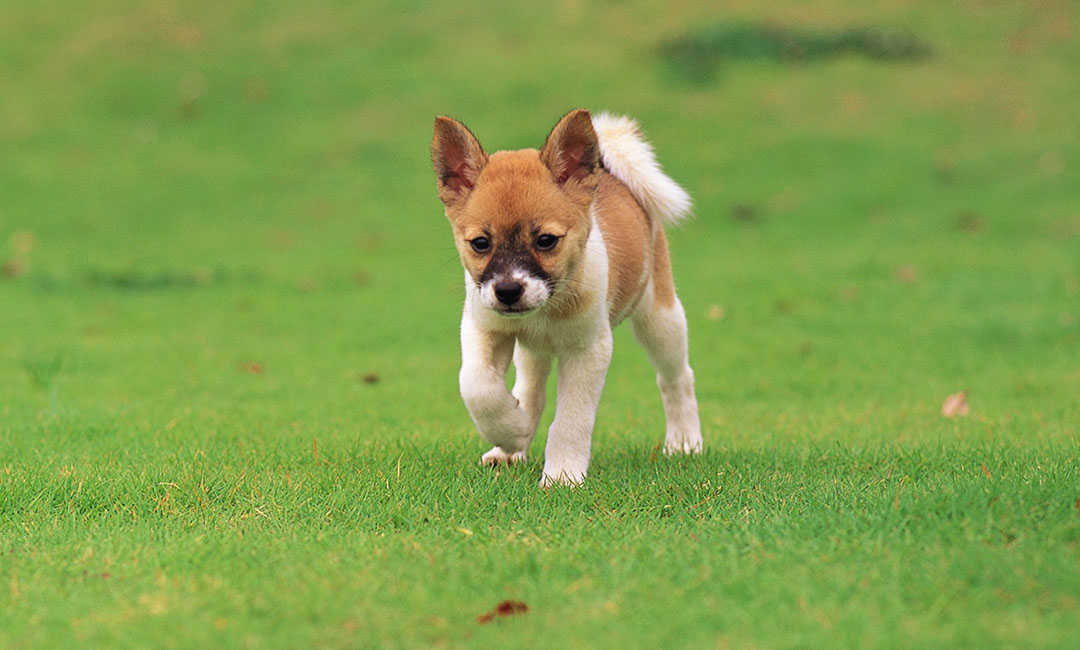 温州叮叮宠物商业计划书案例